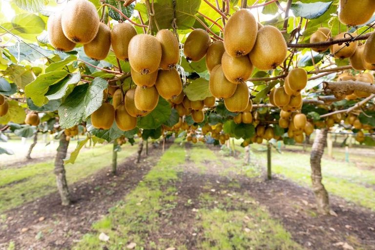 Photo of property in 39 Prole Road, Omokoroa, Tauranga, 3172