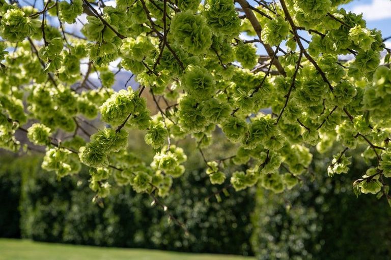 Photo of property in 48 Rutherford Road, Lake Hayes, Queenstown, 9371