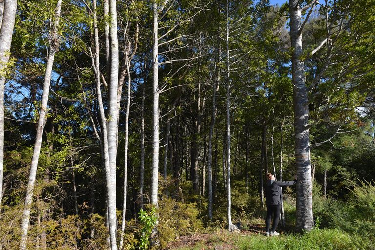 Photo of property in 295 Prescott Road, Ruakaka, Whangarei, 0171