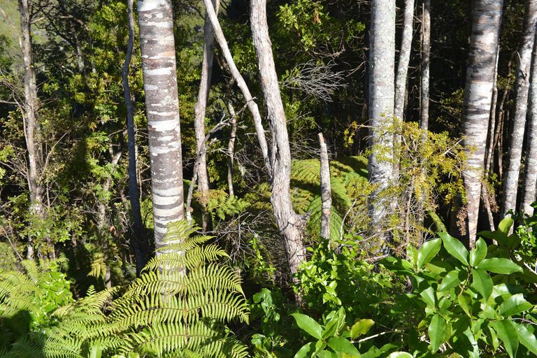 Photo of property in 295 Prescott Road, Ruakaka, Whangarei, 0171