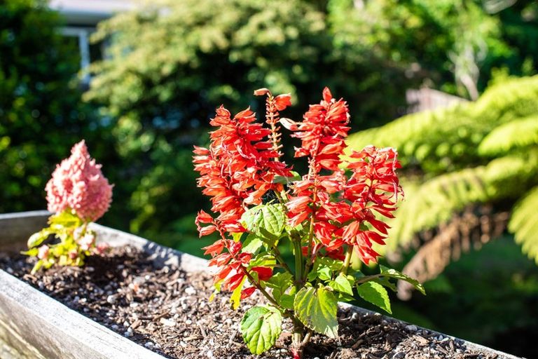 Photo of property in 259 Middleton Road, Glenside, Wellington, 6037