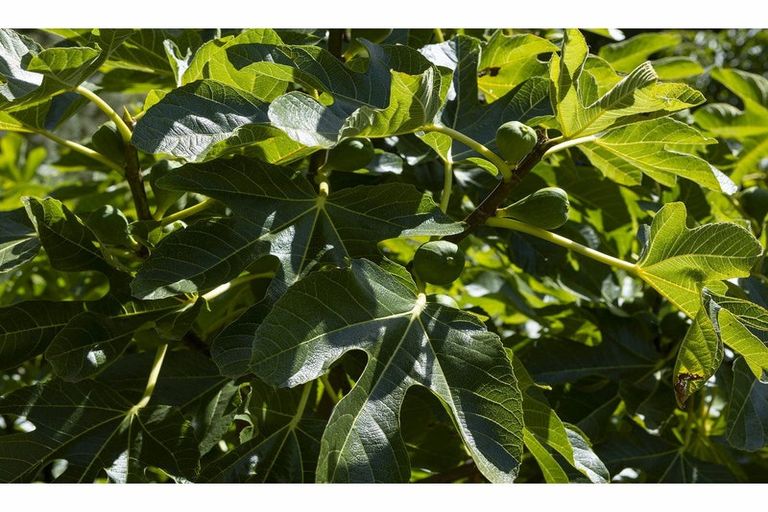 Photo of property in 41 Te Ra Road, Kaeo, Kerikeri, 0295