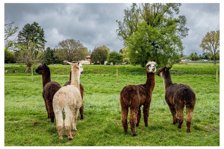 Photo of property in 18 Nixons Road, Fairlie, 7987