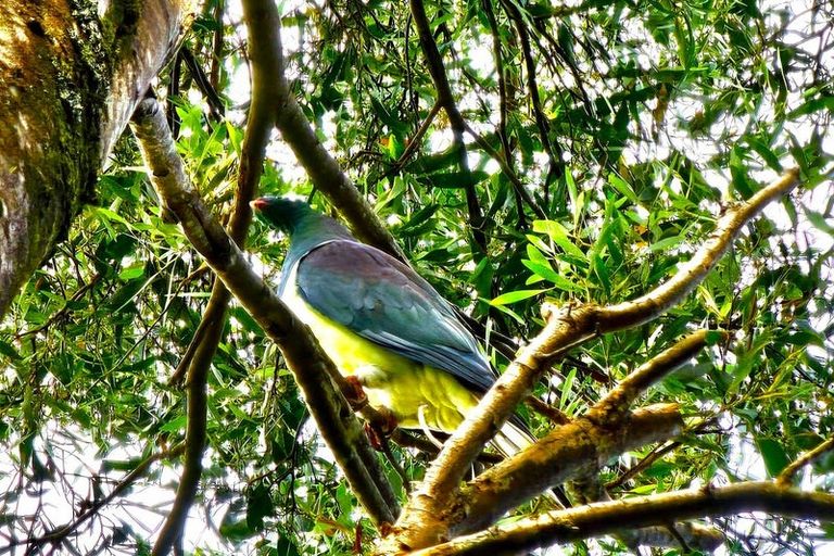 Photo of property in 416 Pinehill Road, Waimamaku, Kaikohe, 0473