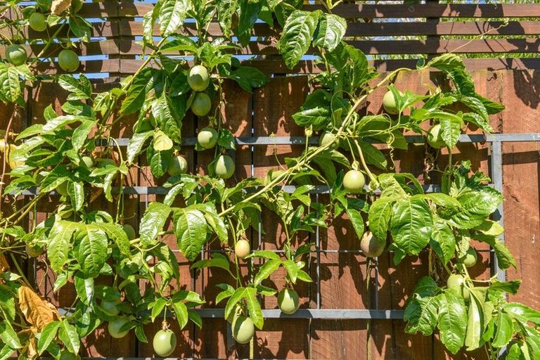 Photo of property in 17 Hairini Street, Hairini, Tauranga, 3112