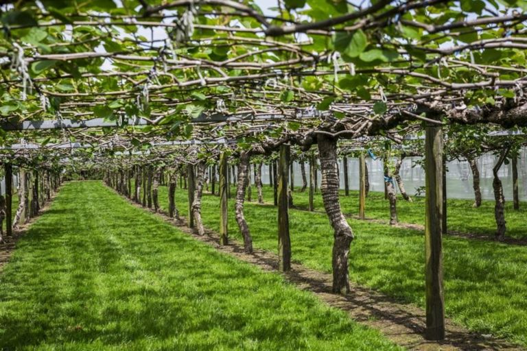 Photo of property in 76 Pukakura Road, Katikati, 3178