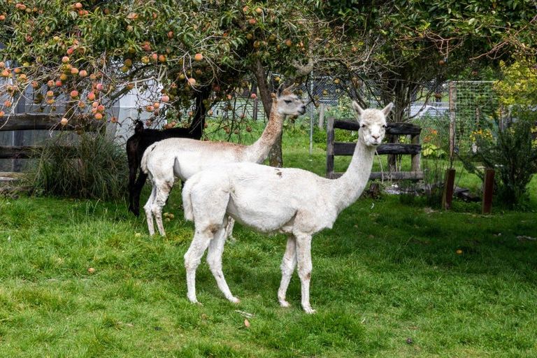 Photo of property in 657 Domett Road, Domett, Cheviot, 7382