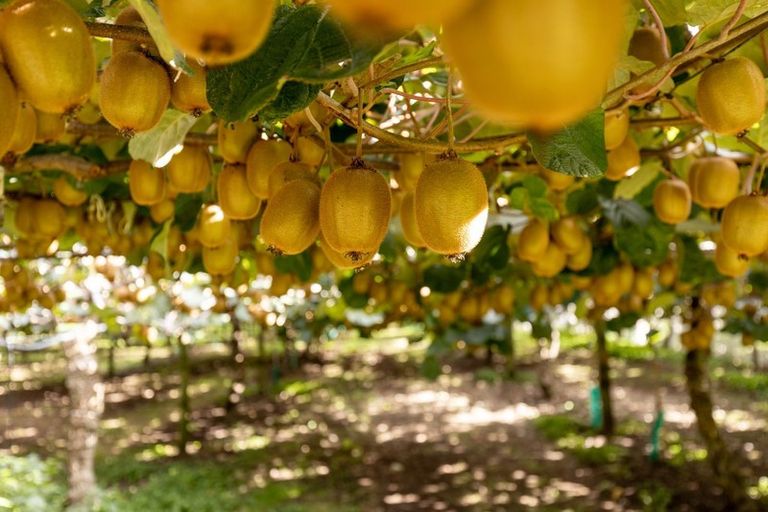 Photo of property in 39 Prole Road, Omokoroa, Tauranga, 3172