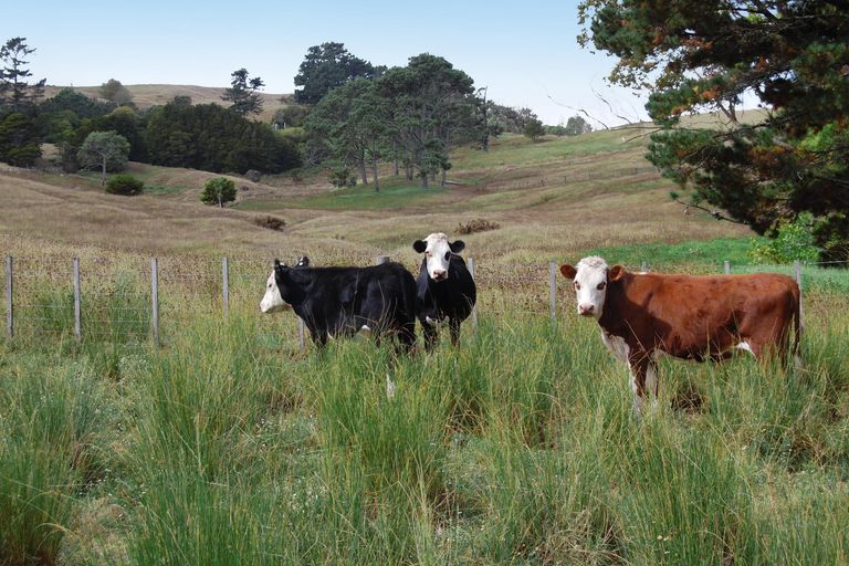 Photo of property in Centennial Park Road, Wellsford, 0900