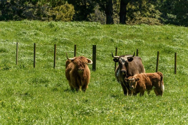 Photo of property in 9d Mcquade Road, Whakamarama, Tauranga, 3179