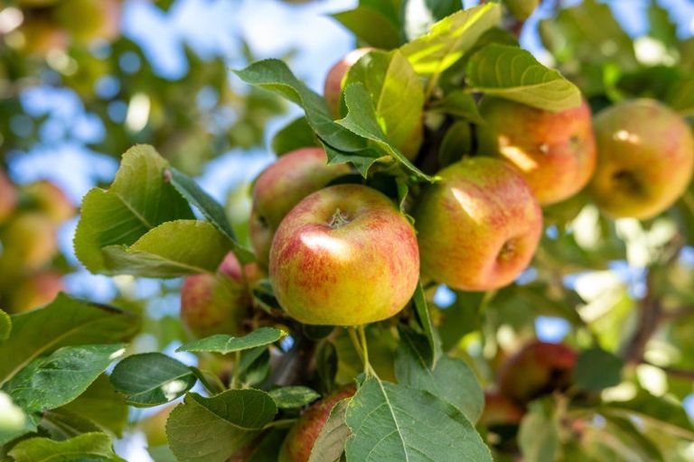 Photo of property in 2 De Castro Drive, Blenheim, 7201