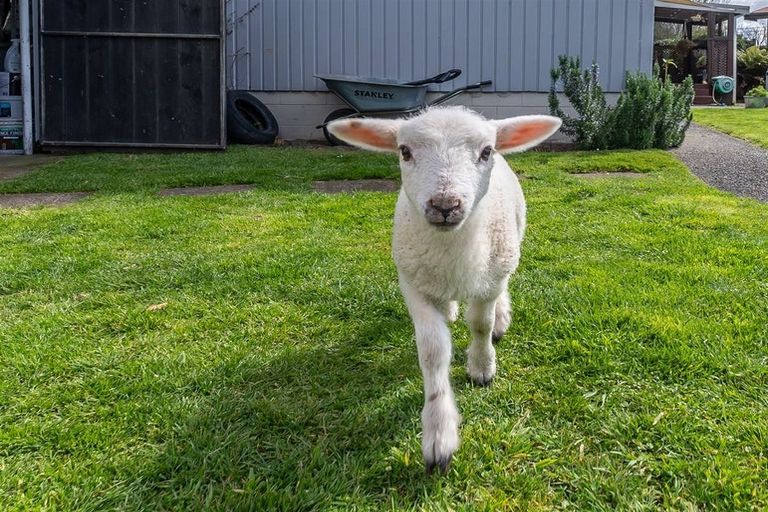 Photo of property in 17 Macmurdo Avenue, Glenview, Hamilton, 3206