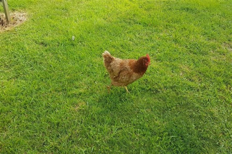 Photo of property in 7 Greenfield Street, Hector, 7822