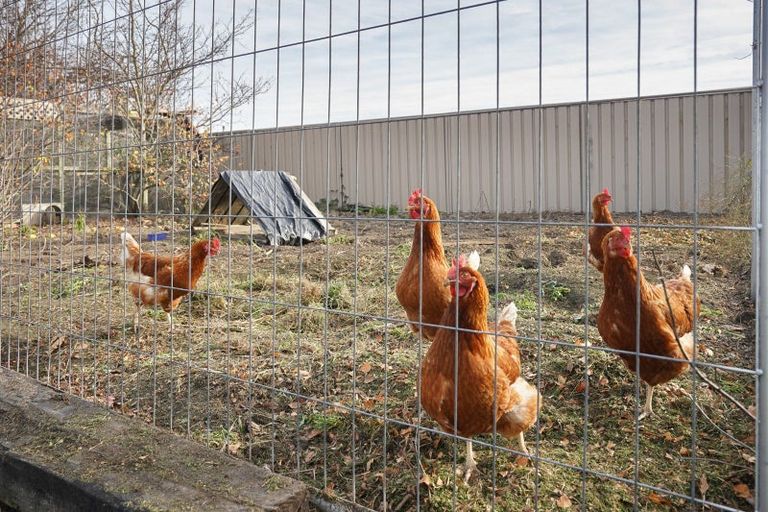 Photo of property in 11 Buckley Street, Cheviot, 7310