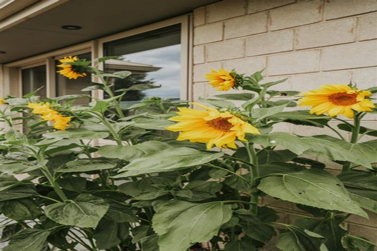 Photo of property in 19 Burns Street, Milton, 9220