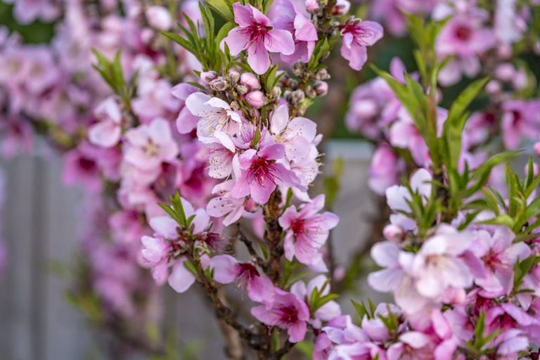 Photo of property in 81 Spence Road, Henderson, Auckland, 0612