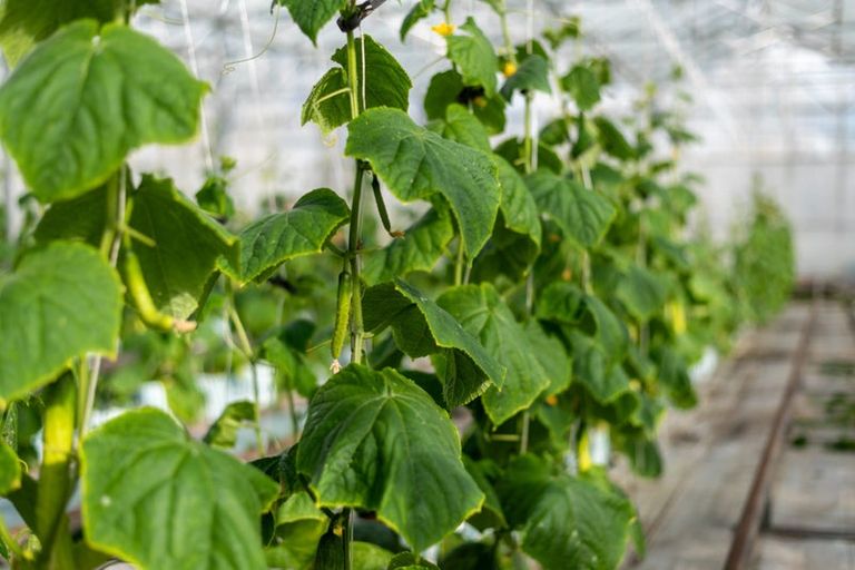 Photo of property in 1412 Dairy Flat Highway, Dairy Flat, Albany, 0794