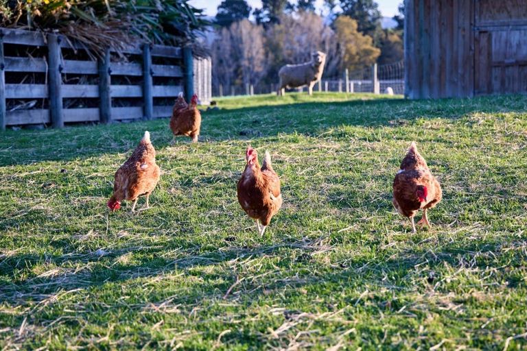 Photo of property in 399a Inland Kaikoura Road, Inland Road, Kaikoura, 7373