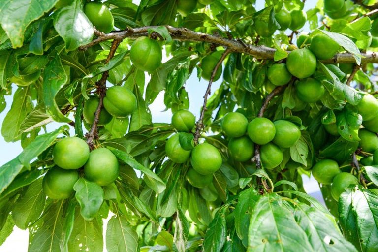 Photo of property in 52 Bamfield Street, Ashhurst, 4810