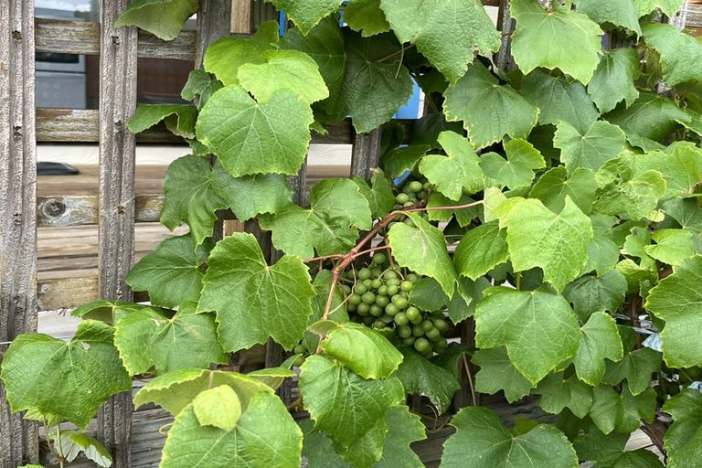 Photo of property in 81a Ventry Street, Alexandra, 9320