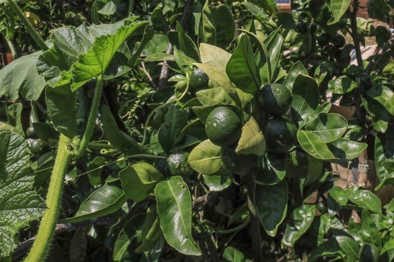 Photo of property in 9 Harlock Place, Huntly, 3700