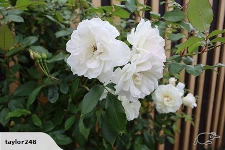 Photo of property in 19a Maire Street, Inglewood, 4330