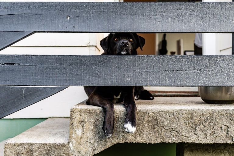 Photo of property in 25 Helleur Road, Massey, Auckland, 0614