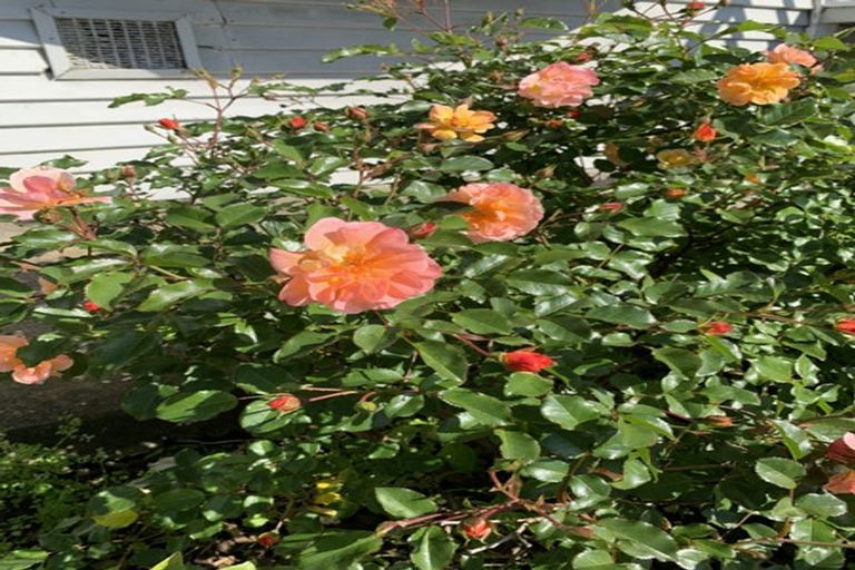 Photo of property in 22 Queens Drive, Kilbirnie, Wellington, 6022