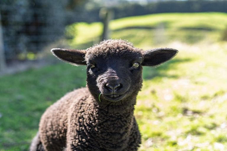 Photo of property in 233 Waipapa Block Road, Whakamarama, Tauranga, 3180