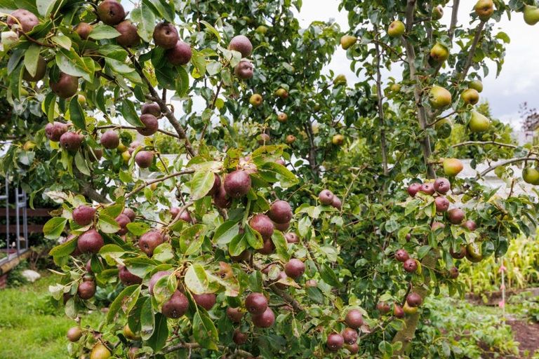 Photo of property in 19 Whio Avenue, Feilding, 4775