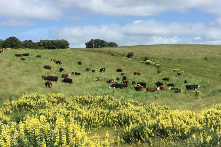 Photo of property in 310 Blackhead Road, Blackhead, Dunedin, 9076