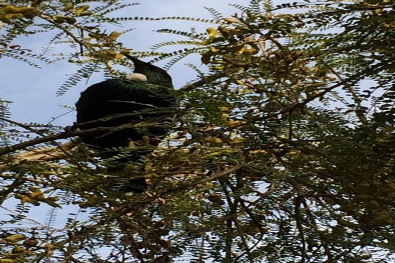 Photo of property in 16 Grey Street, Port Chalmers, 9023