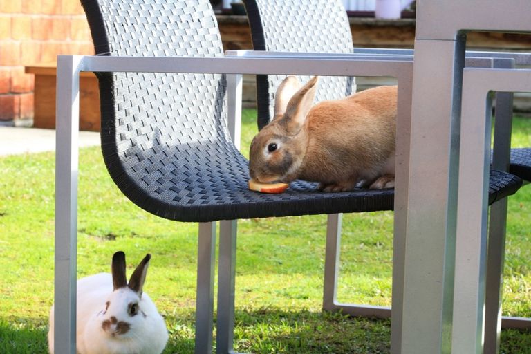 Photo of property in 59 Twickenham Place, Nawton, Hamilton, 3200