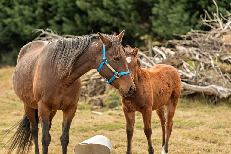 Photo of property in 2 Wilkin Road, Makarora, Wanaka, 9382