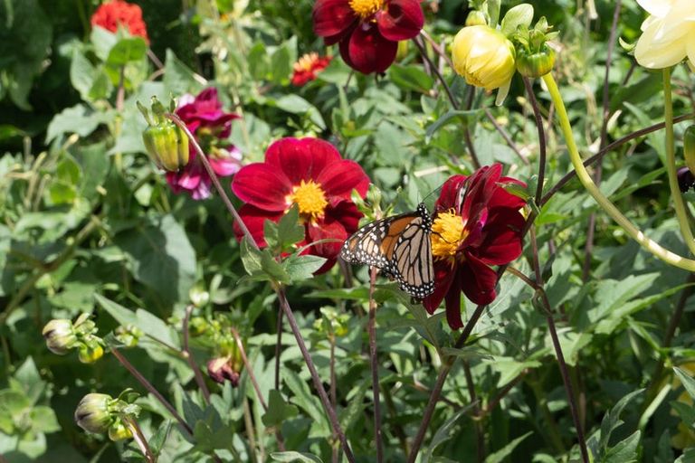 Photo of property in 558 Picquet Hill Road, Te Awamutu, 3800