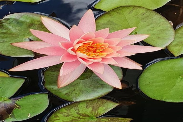 Photo of property in 17 Hakanoa Street, Huntly, 3700