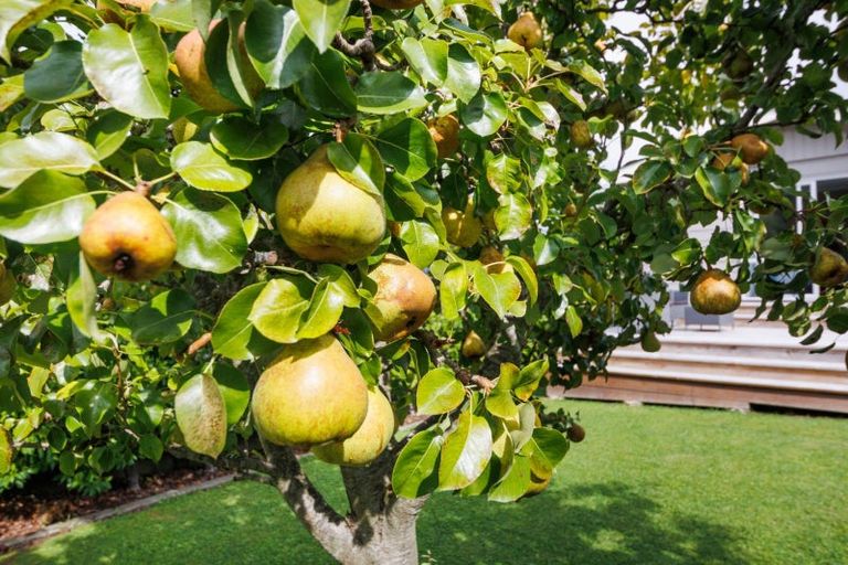 Photo of property in 1 Aotea Street, Feilding, 4702