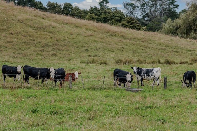 Photo of property in 47 Pook Road, Buckland, Pukekohe, 2677