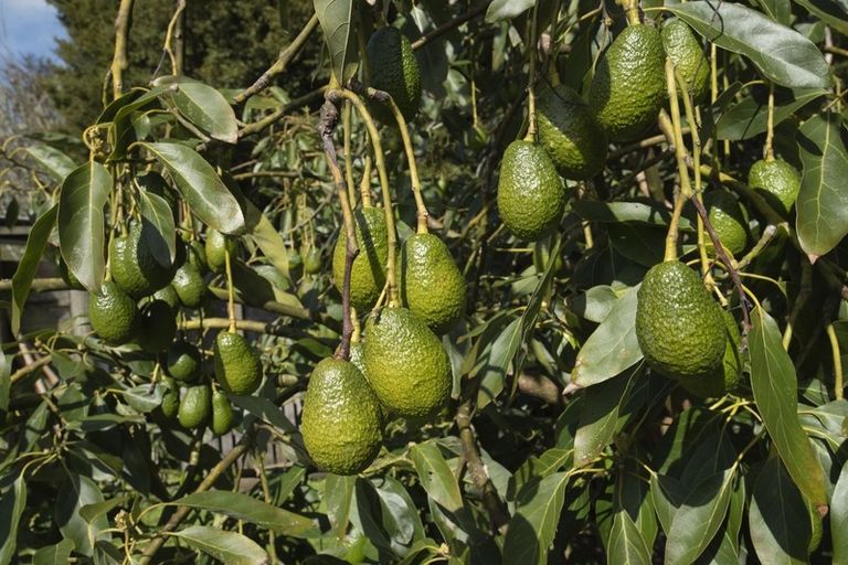 Photo of property in 1509 Weranui Road, Wainui, Silverdale, 0994