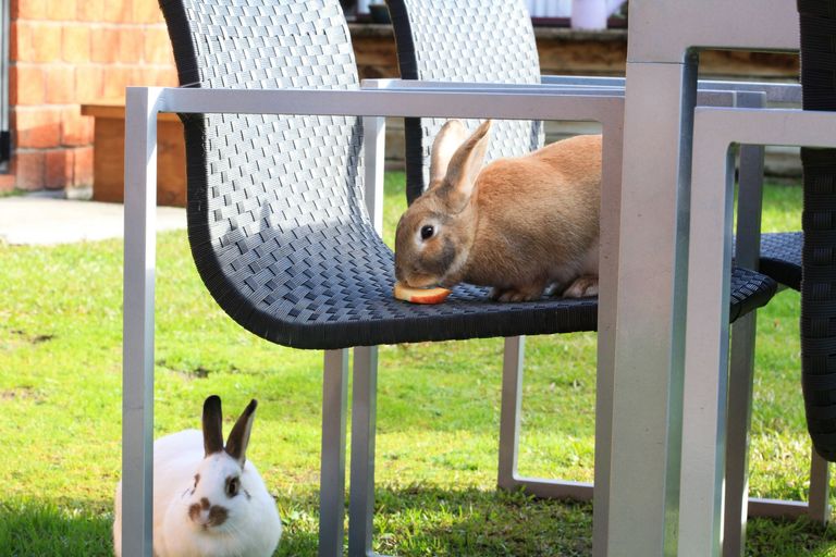 Photo of property in 59 Twickenham Place, Nawton, Hamilton, 3200