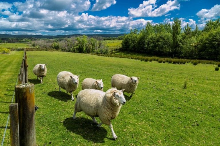 Photo of property in 79 Wake Road, Coatesville, Albany, 0793