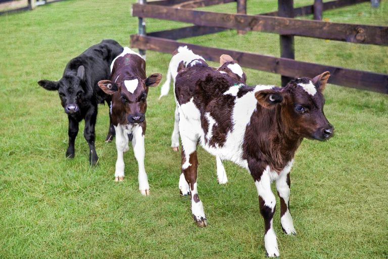 Photo of property in 317 Glenbrook Road, Kingseat, Pukekohe, 2679