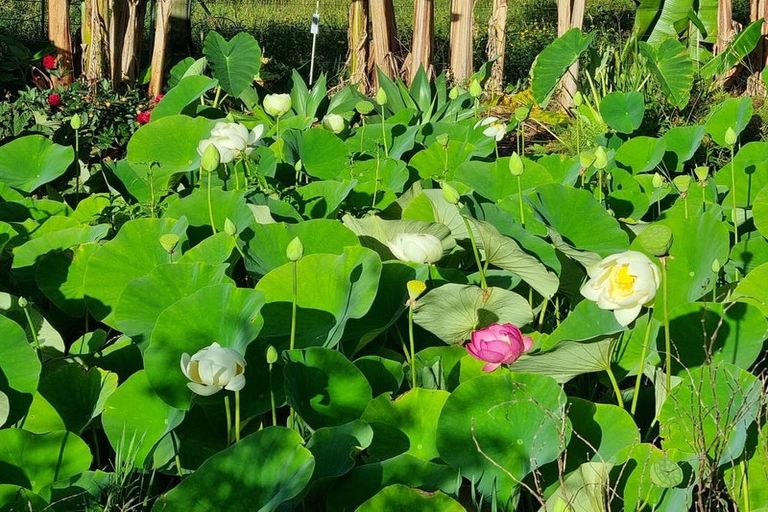 Photo of property in 304 Mangakahia Road, Maungatapere, Whangarei, 0179