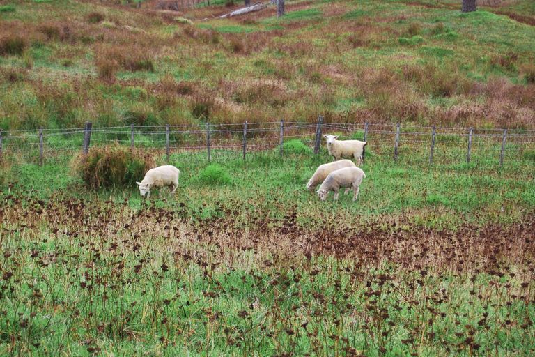 Photo of property in Centennial Park Road, Wellsford, 0900