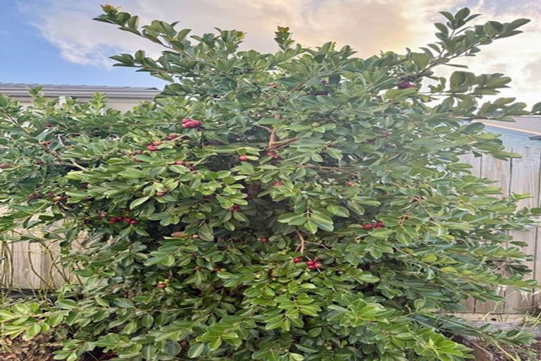 Photo of property in 10 Wairepo Street, Takanini, 2112