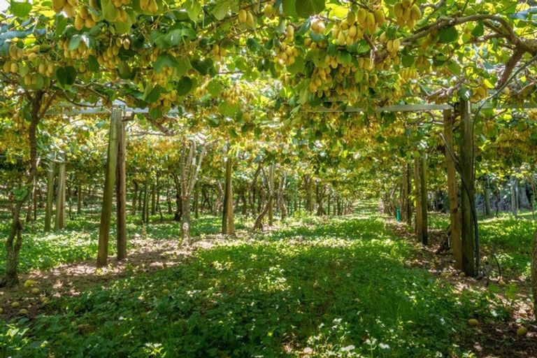 Photo of property in 42 Borell Road, Te Puna, Tauranga, 3174