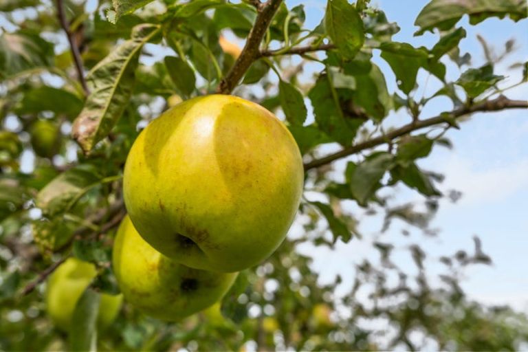 Photo of property in 447 Wairau Bar Road, Spring Creek, Blenheim, 7273