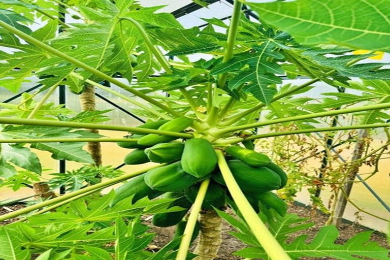 Photo of property in 4037 Far Road North, Pukenui, Kaitaia, 0484