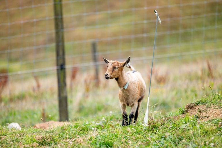 Photo of property in 112 Grove Road, Te Pahu, Hamilton, 3285