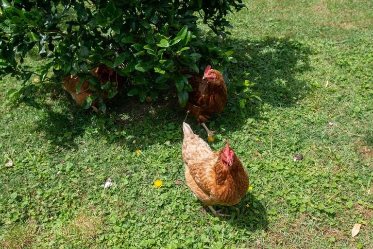 Photo of property in 20 Deakin Place, Clive, 4102